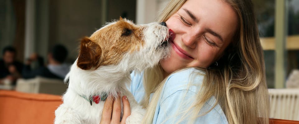 A Jack Russell Terrier licks someone.