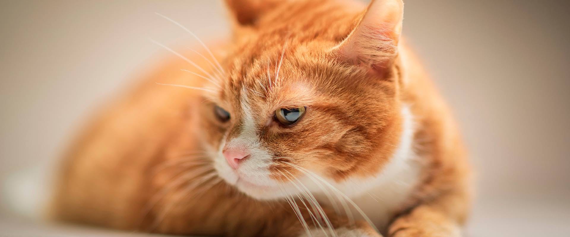 ginger cat close up
