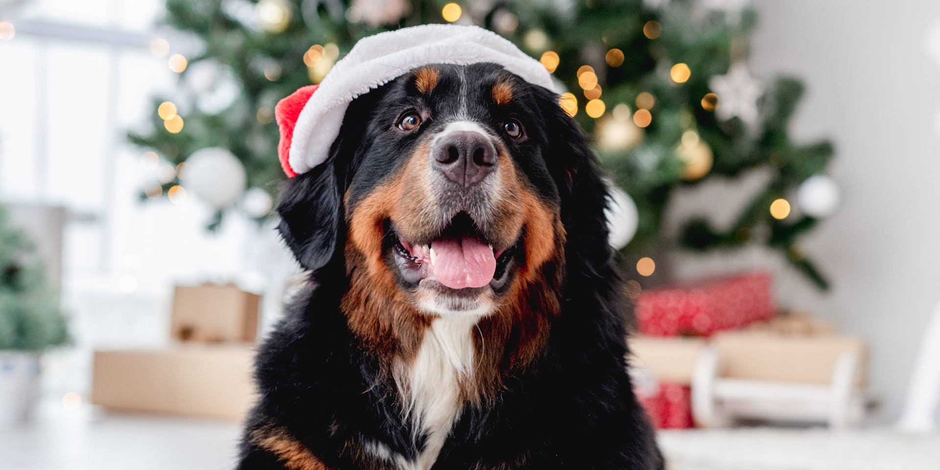 Dog with with Christmas hat and tree in background