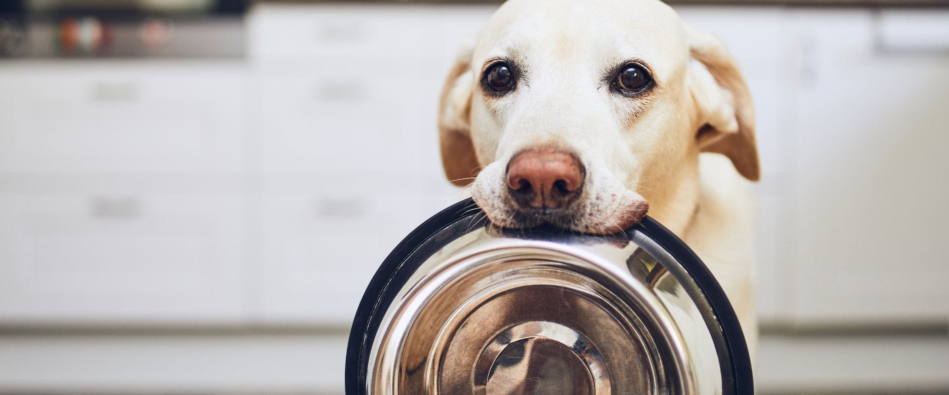 Labrador dog holding metal dog bowl in their mouth