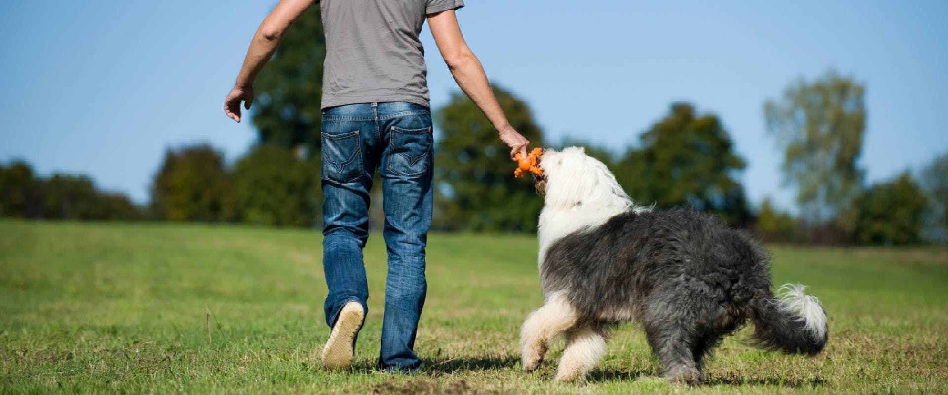 Old English Sheepdog playing with a toy and pet parent in a field