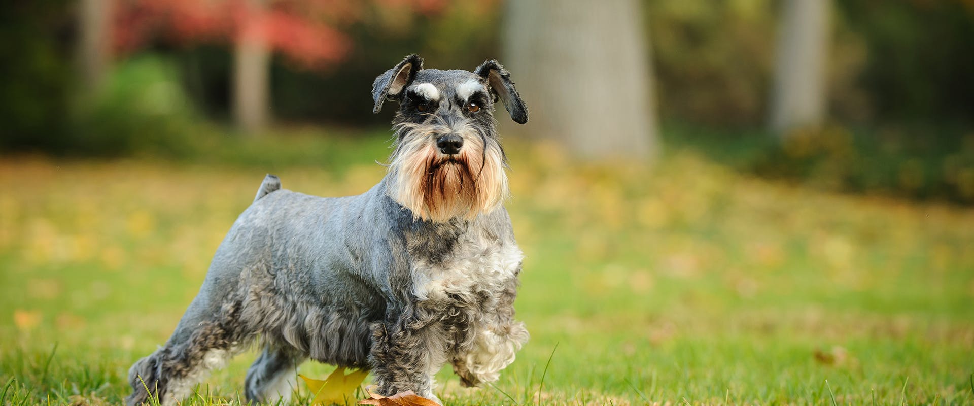 A Miniature Schnauzer dog standing outdoors