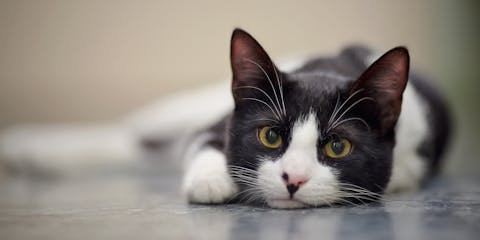 A black and white cat looking into the camera
