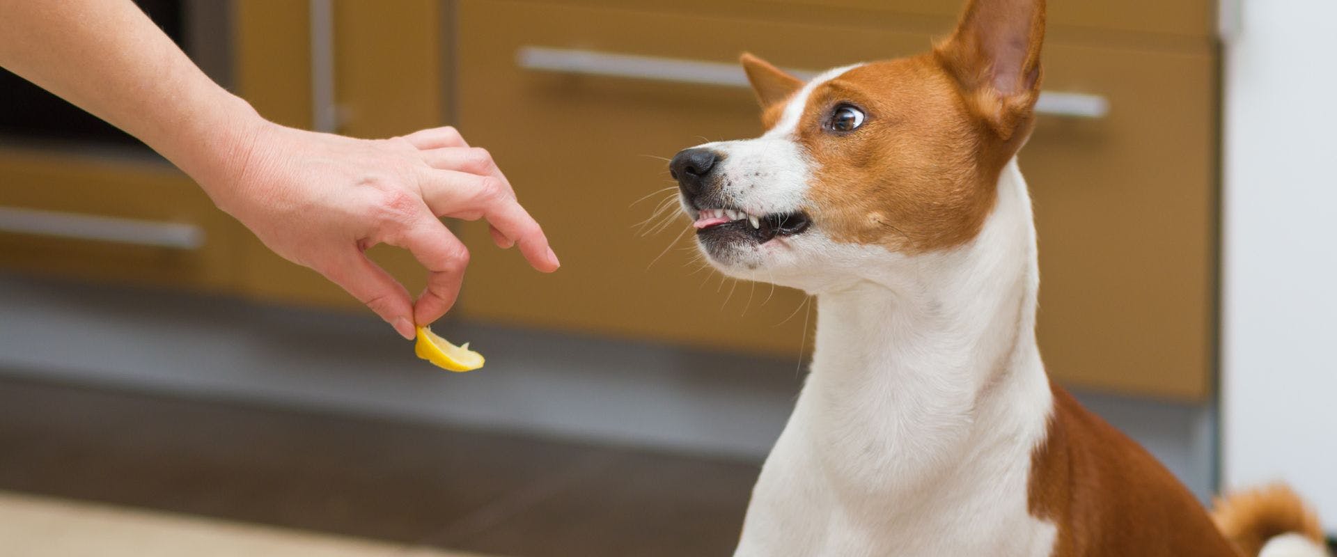 Dog resisting a lemon slice