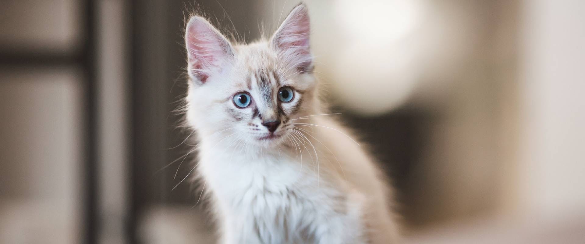 White and grey cute kitten with blue eyes