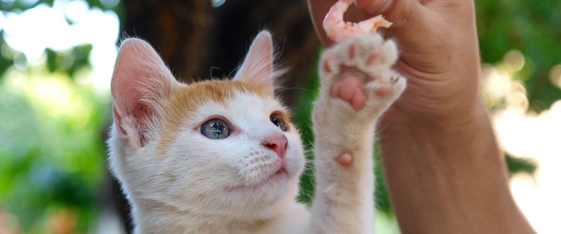 Can Cats Eat Shrimp? | TrustedHousesitters.com