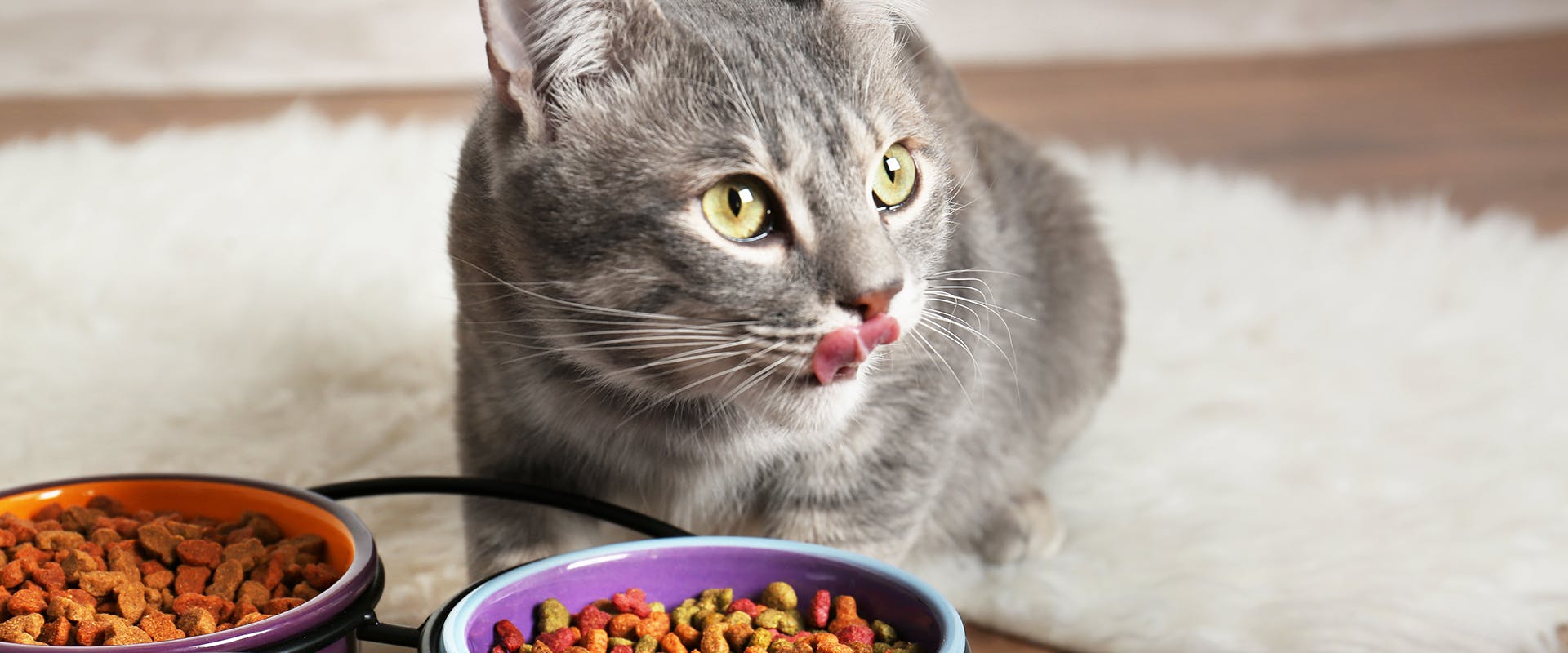 A cat eating its dinner, two bowls of healthy cat food in front of it