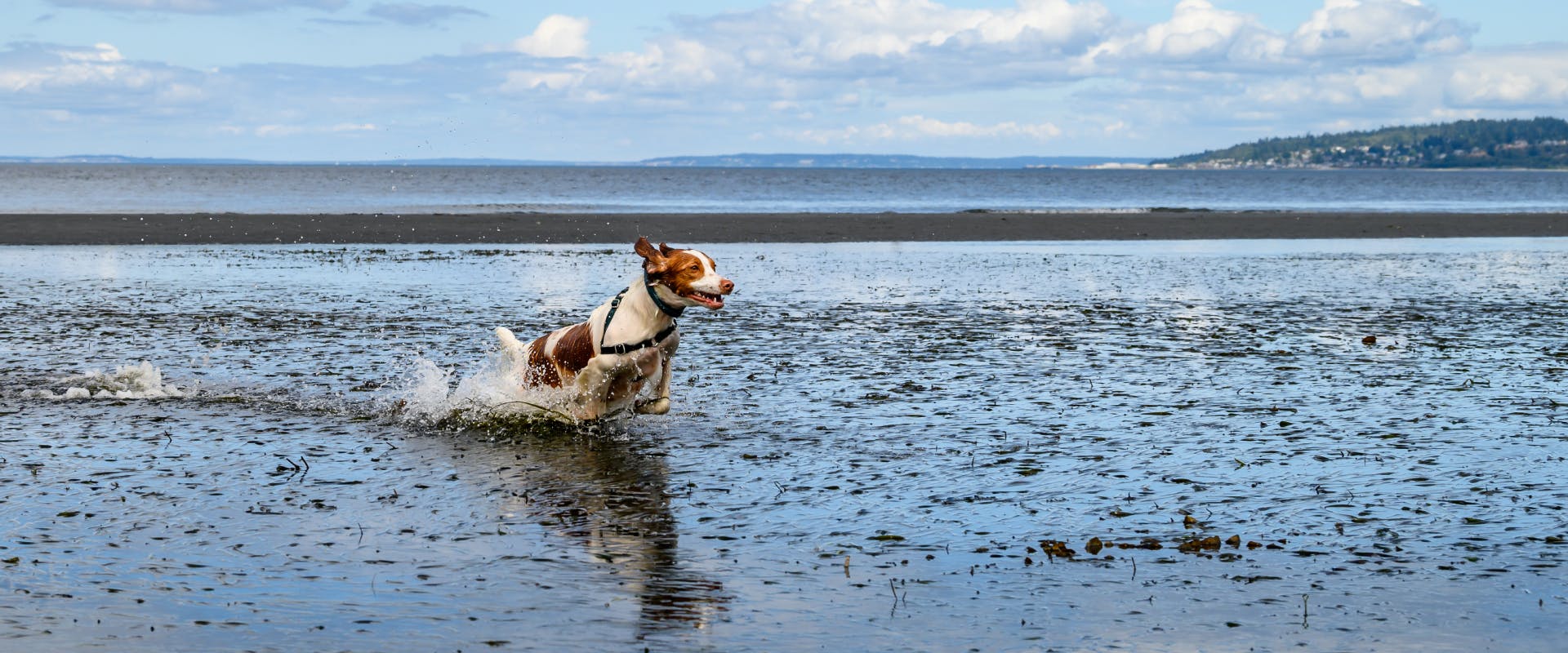 a young brown and white dog with a harness on splashing through the shoreline just off Seattle