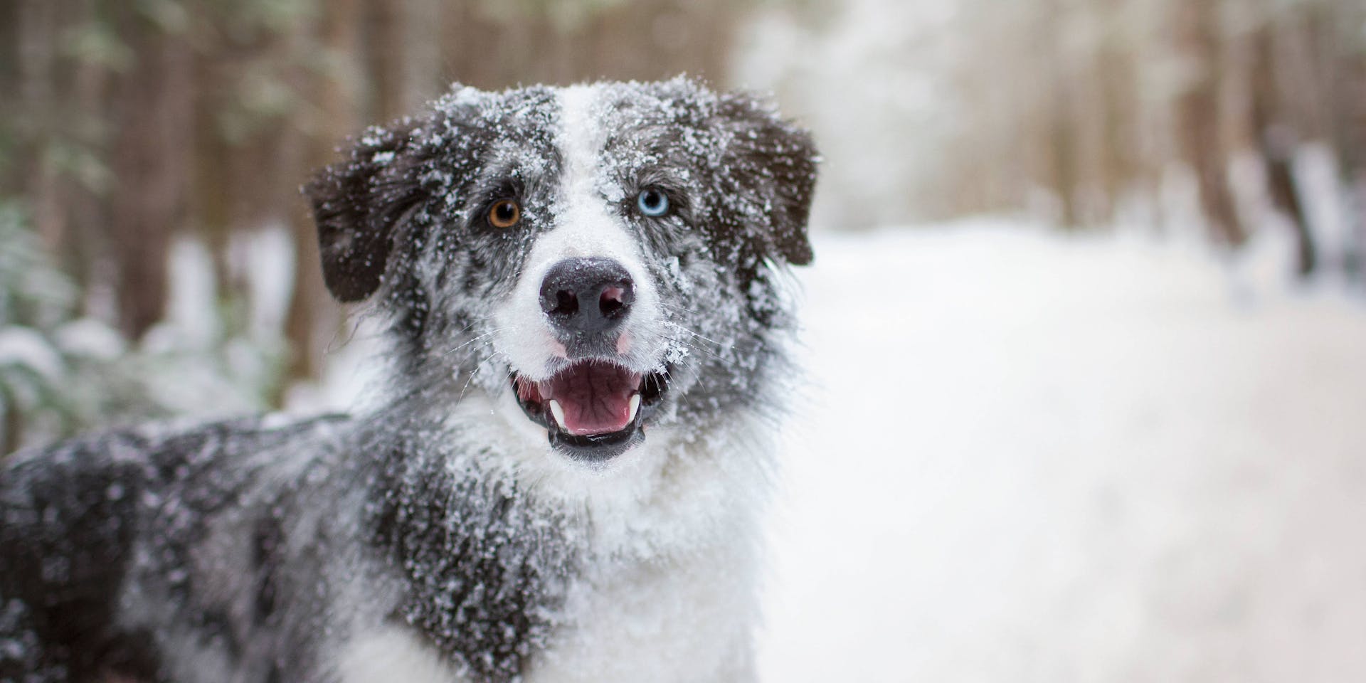 Dog in a snowy, winter setting.