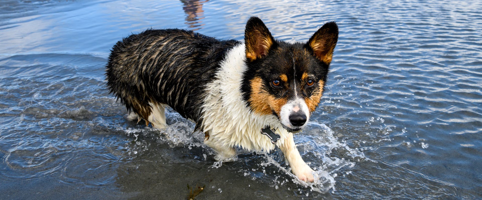 a multicoloured corgie running through the shallow waters of the Seattle shoreline