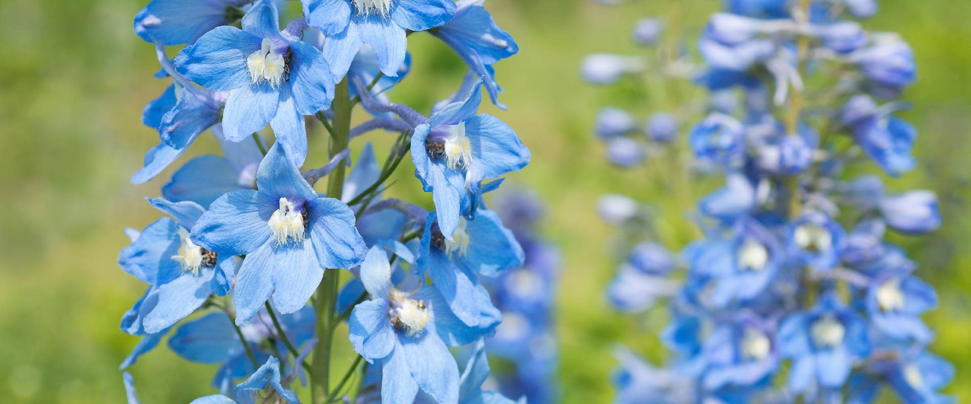 Are Delphiniums Poisonous to Dogs?