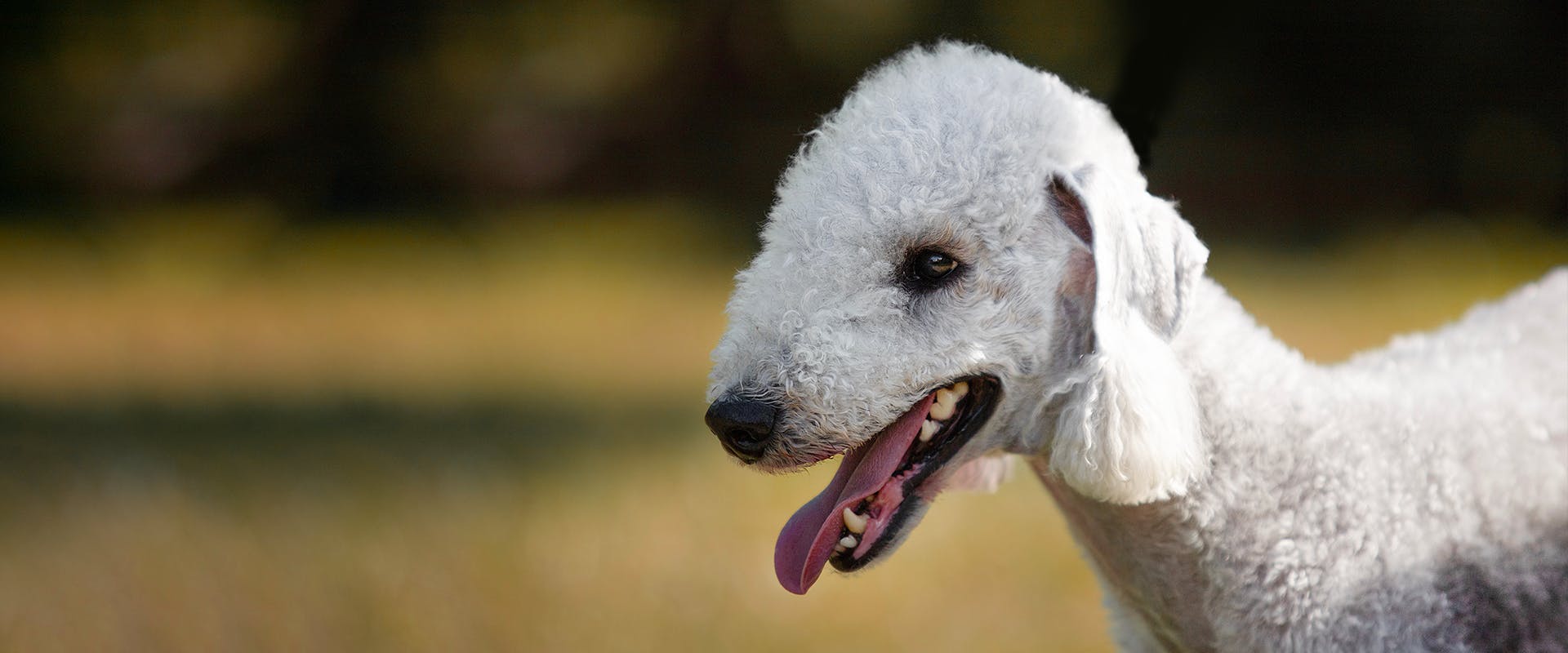 A Bedlington Terrier dog standing and panting in a field, which is blurred out in the background 