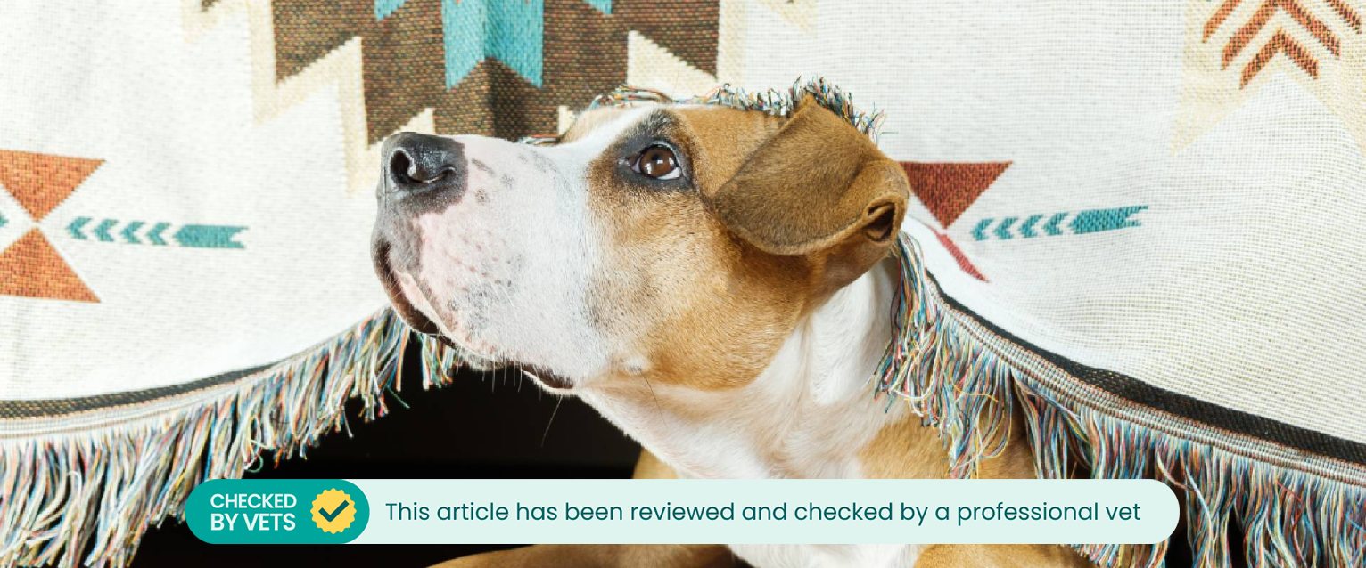 Dog hiding under a blanket