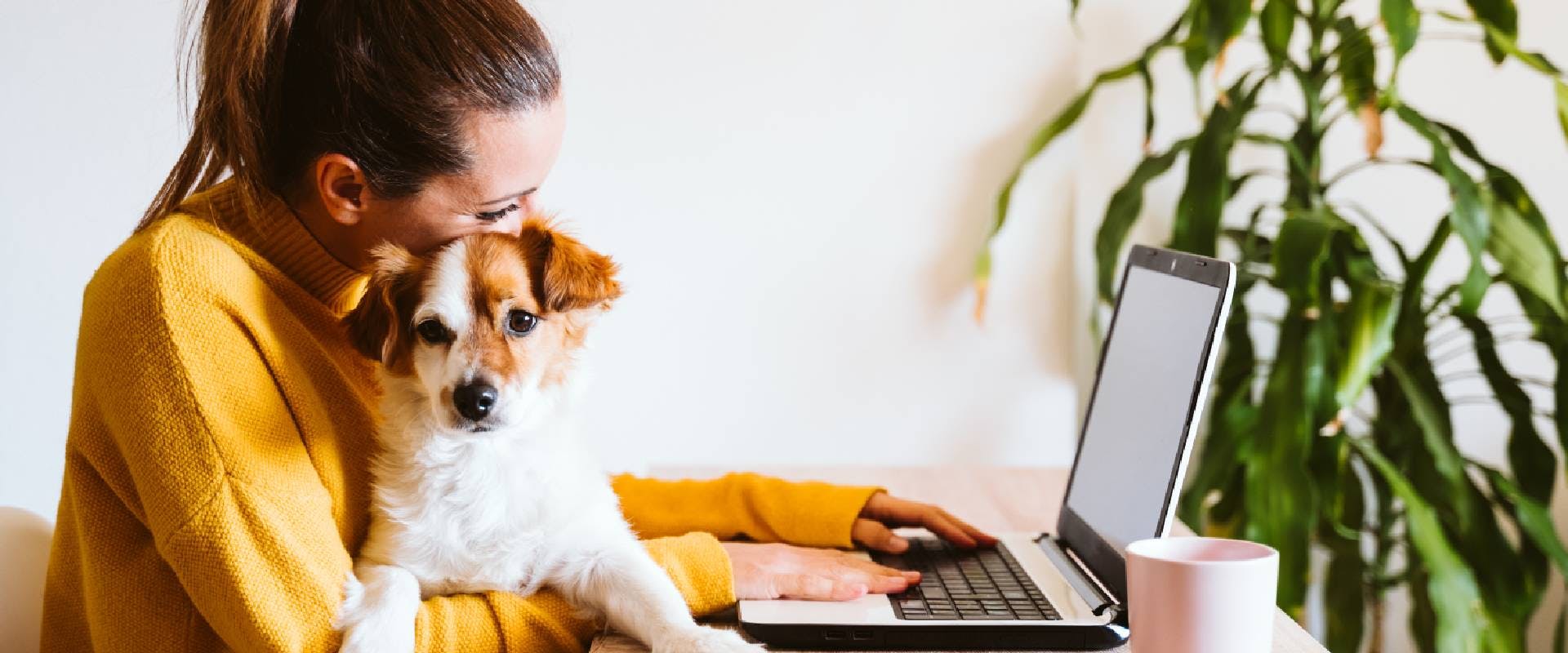 Person working on a laptop with a dog on their lap