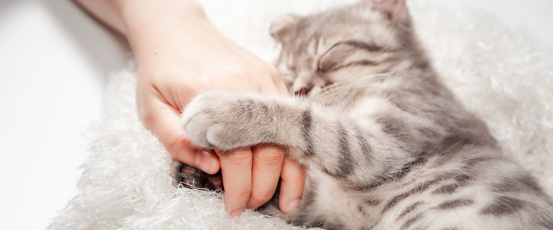 Why do cats sleep on you? A grey tabby cat sleeping, holding on to a person's hand
