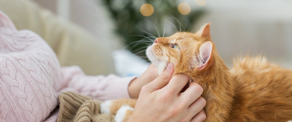 A cat looks up at its owner.