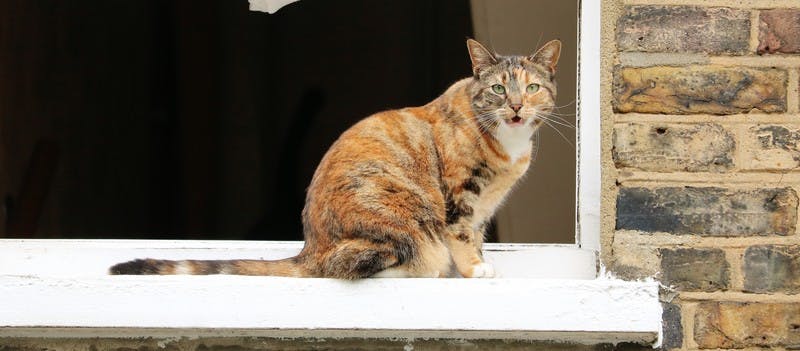 cat on window cill