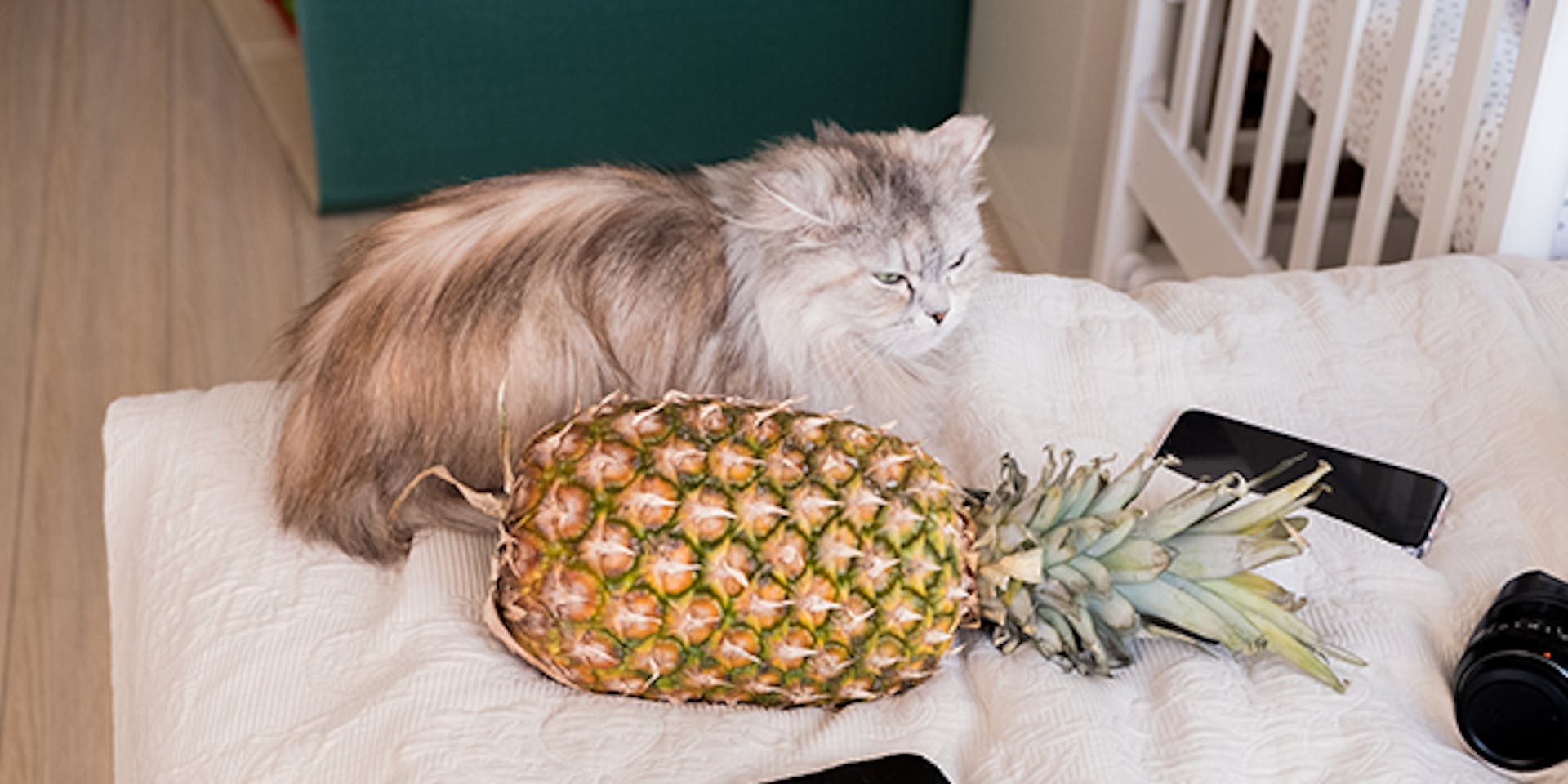 A cat sitting on a table next to a pineapple 