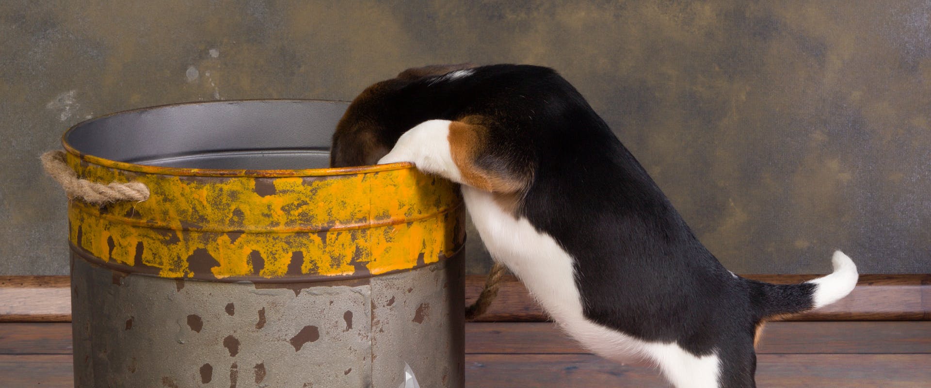 A puppy looks into a bin.