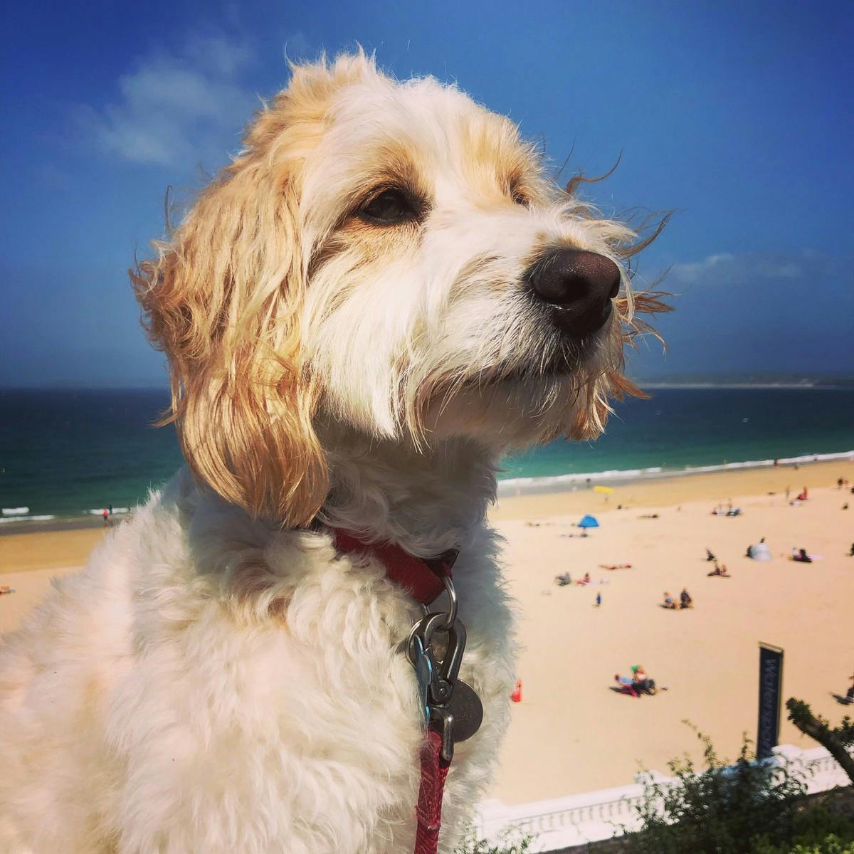 cockapoo on beach