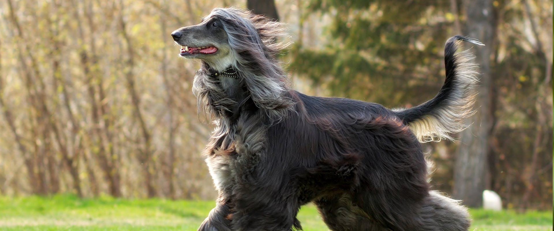 An Afghan Hound running through a park with the wind blowing in its fur