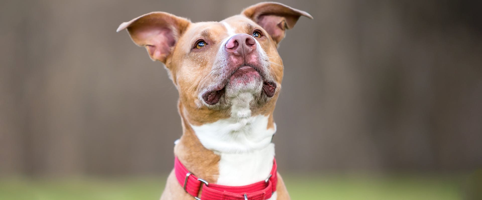 A dog wearing a martingale dog collar