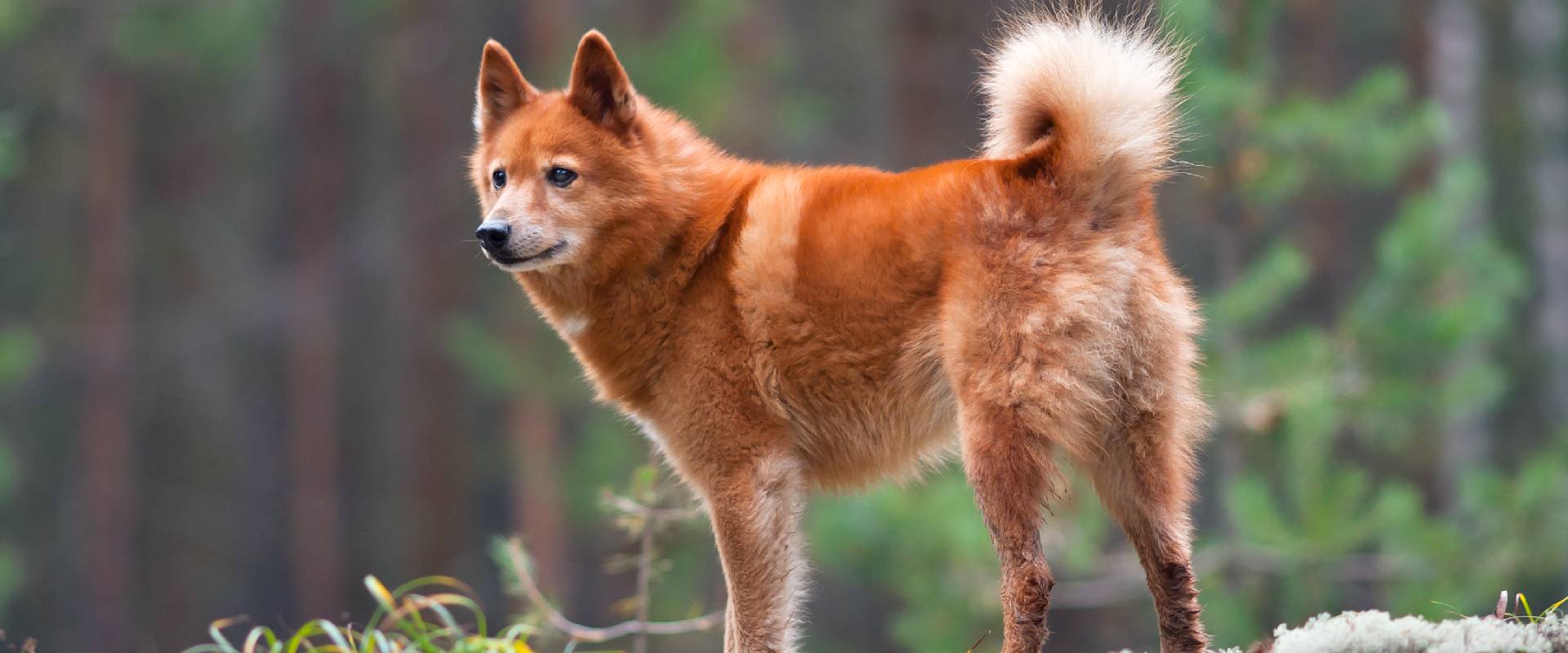 Dogs That Look Like Foxes | TrustedHousesitters.com