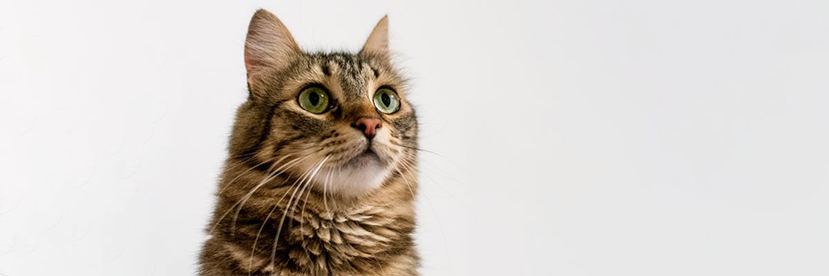 A tabby cat looking wide-eye against a light grey background