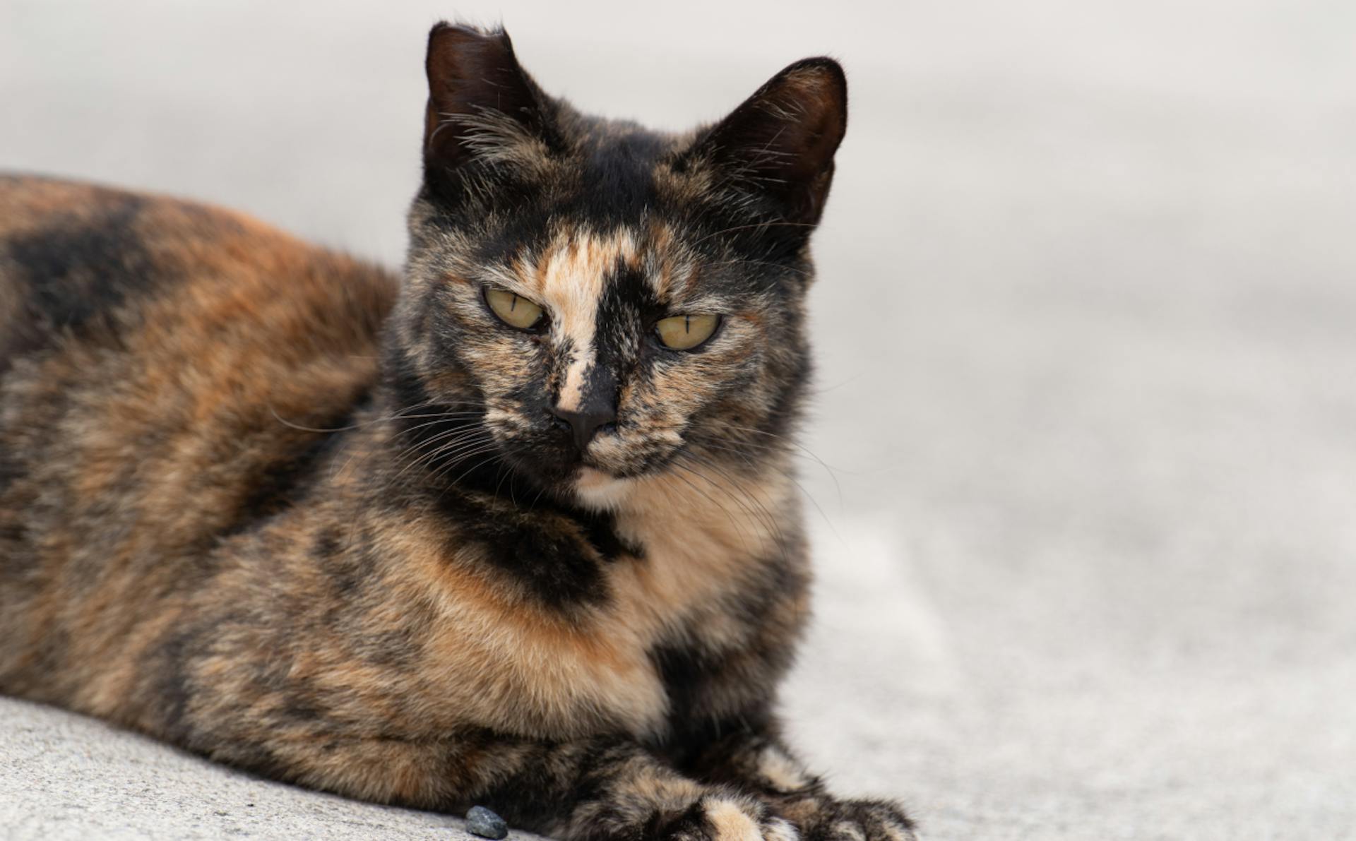 Tortie cat sitting outside looking relaxed