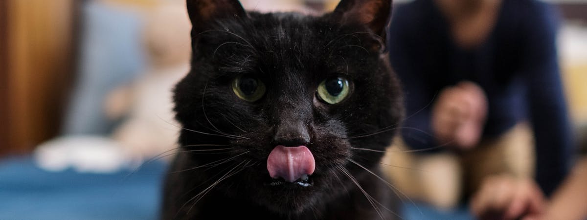 A black cat looking directing at the camera, licking his lips