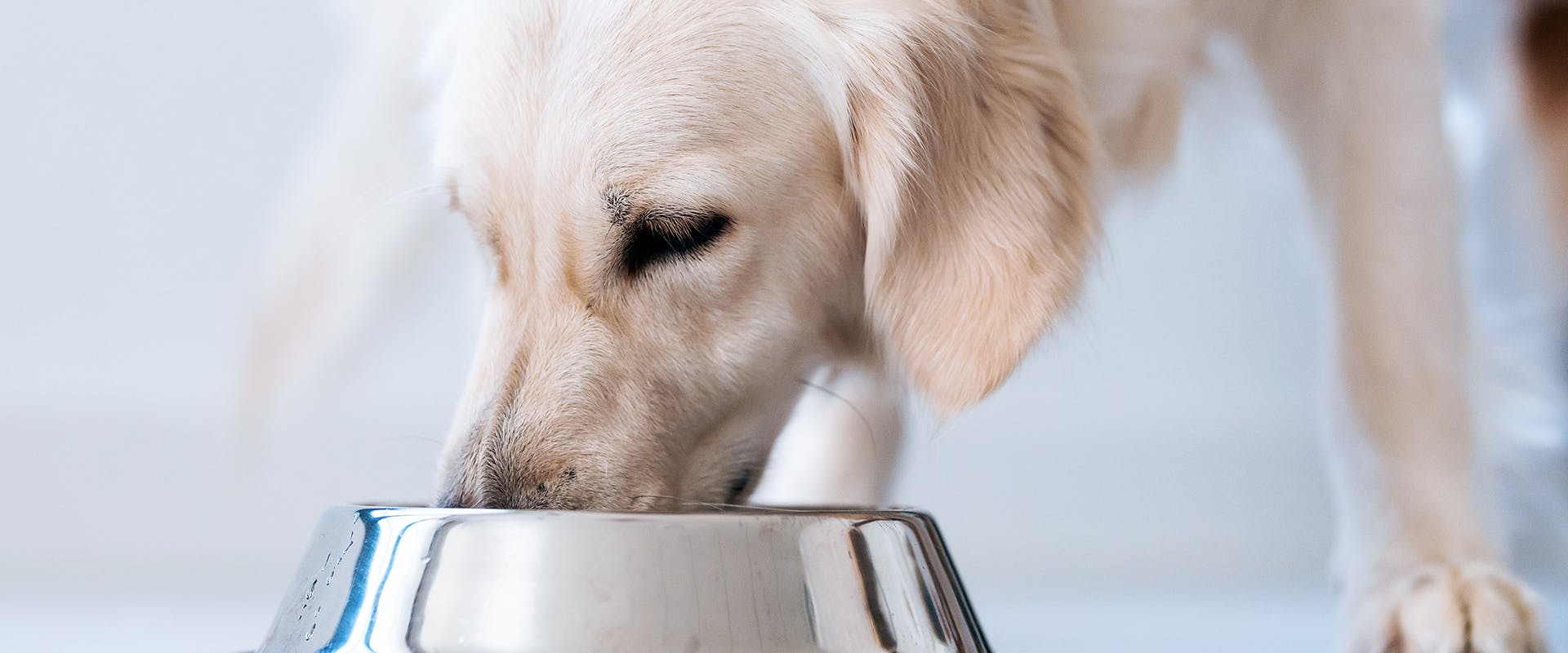 A Labrador eating from a stainless steel dog bowl