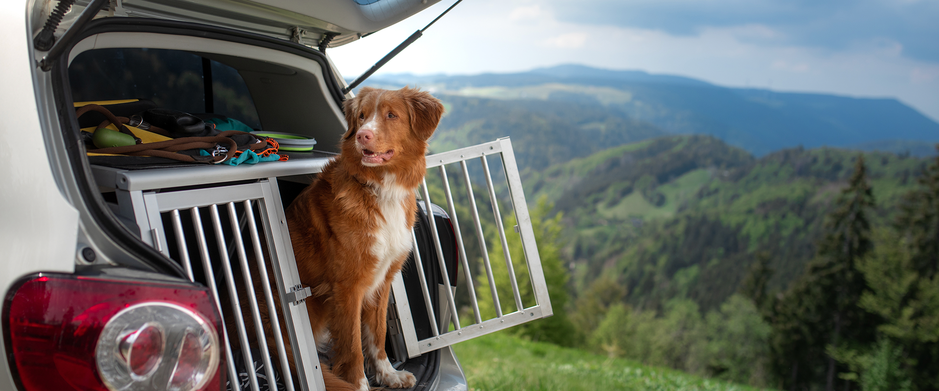 A dog hanging out of a car travel crate, the car parked against a picturesque hilly background 