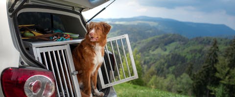 A dog hanging out of a car travel crate, the car parked against a picturesque hilly background 