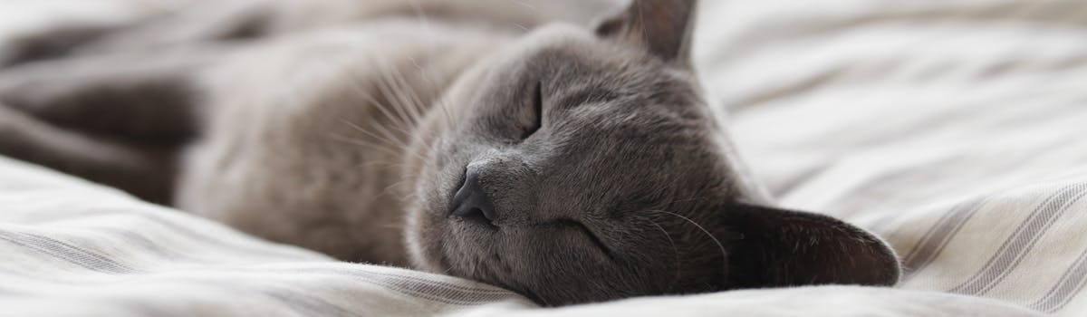 A grey cat sleeping on a white bed