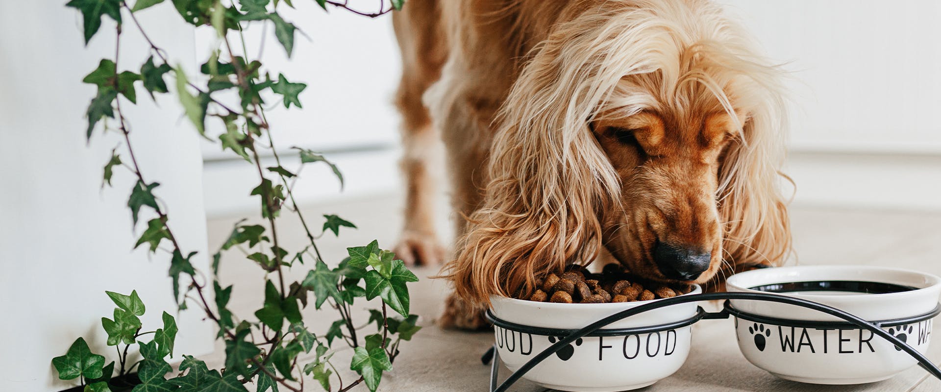 A dog eating from a bowl of dog biscuits