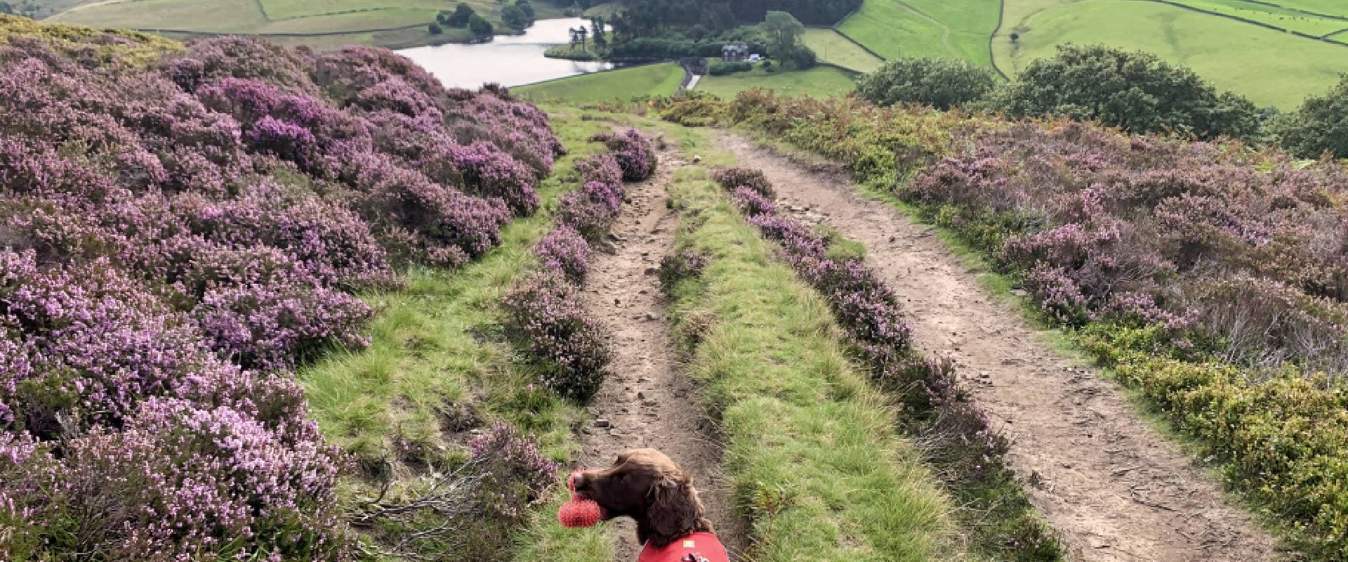 Dog hiking in harness up Kinder Scout, Peak District