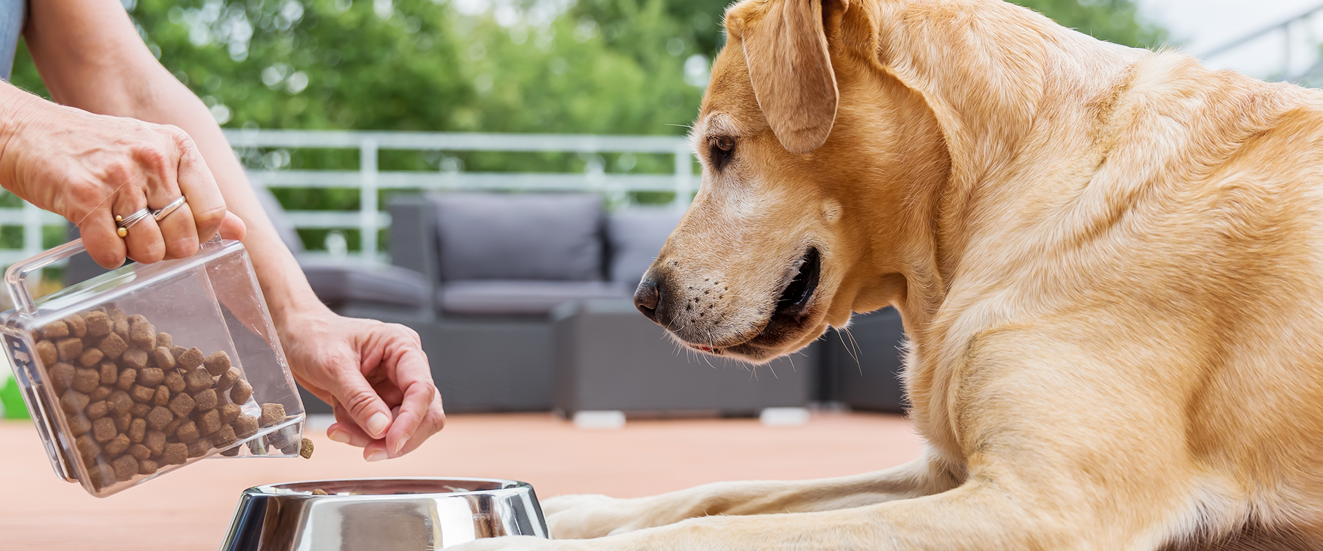 Feeding dogs