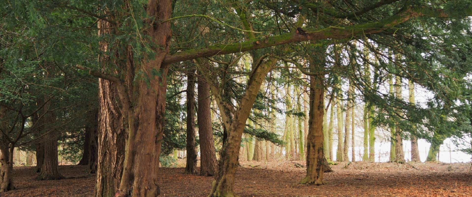 Are Pine Trees Poisonous To Dogs