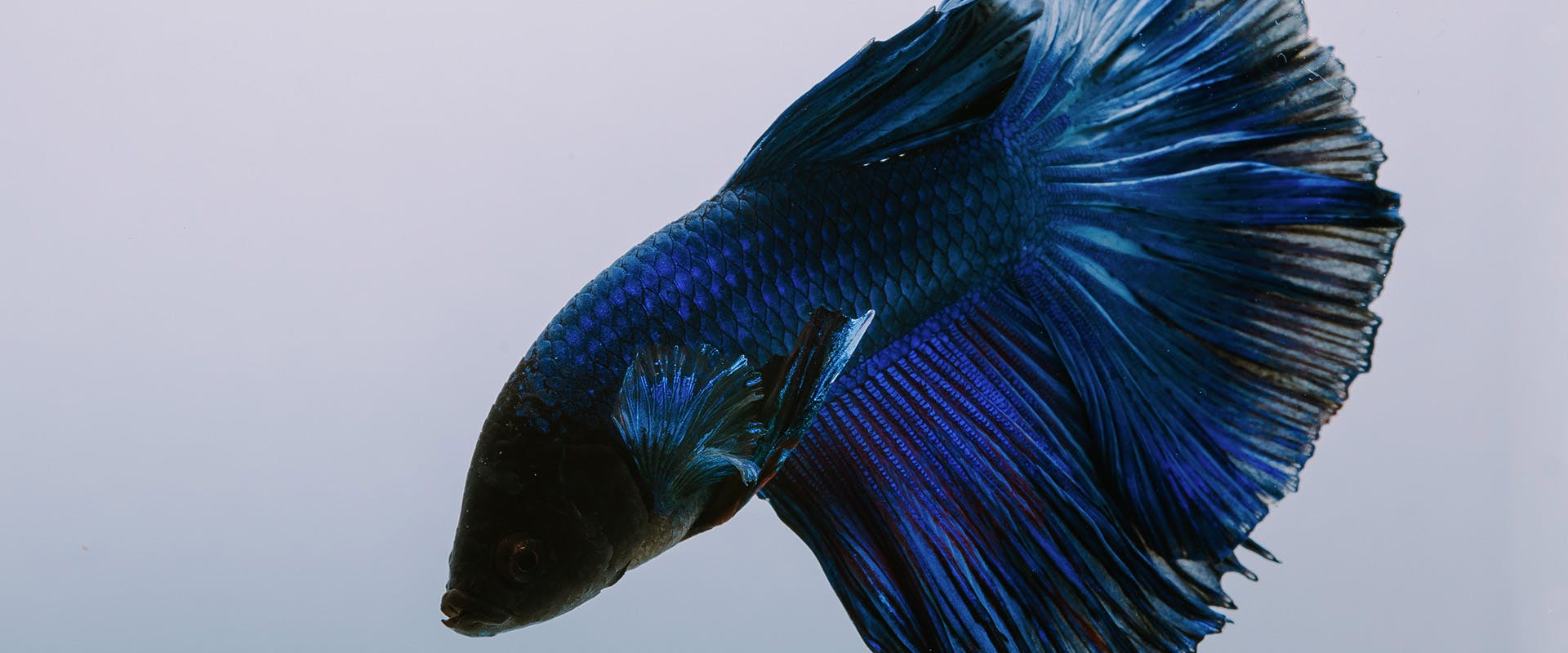 A dark blue betta fish