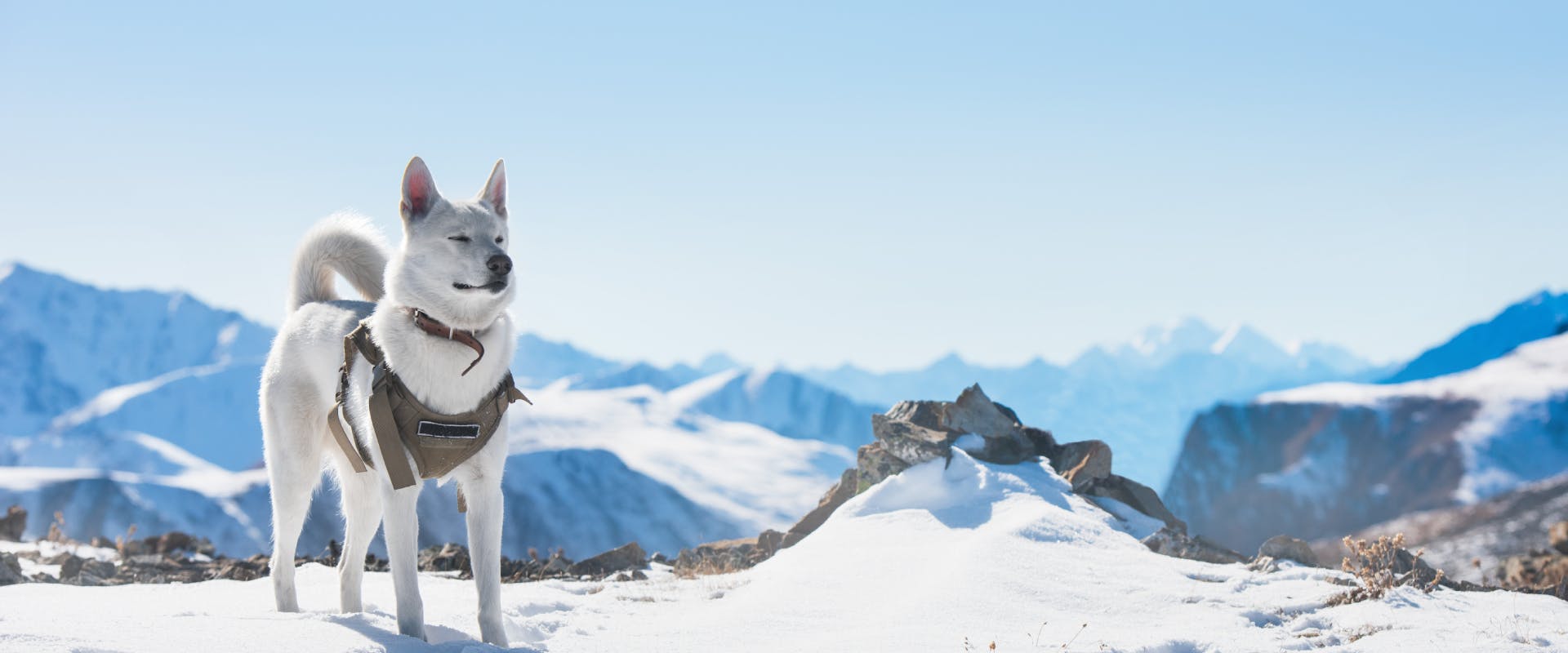white husky standing on the top of a snowy mountain top