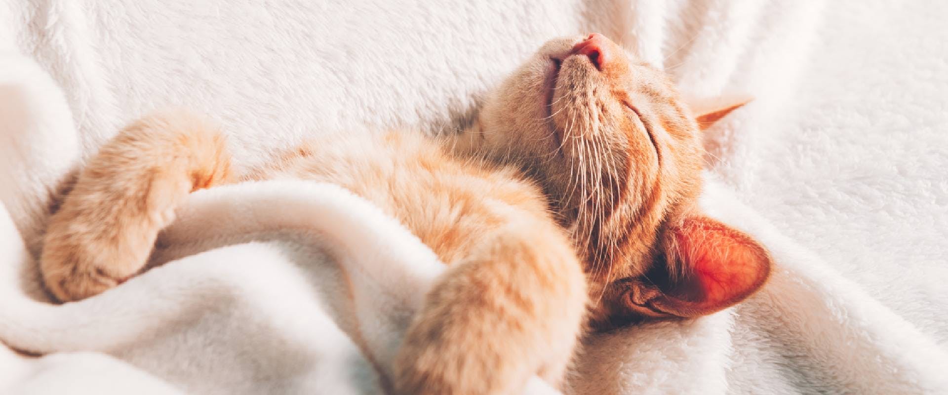 Ginger kitten sleeping on their back in a cream blanket