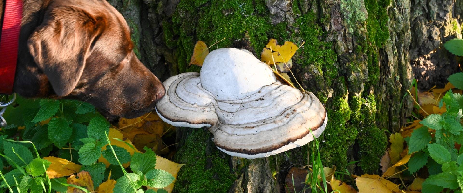 Are All Mushrooms Bad For Dogs