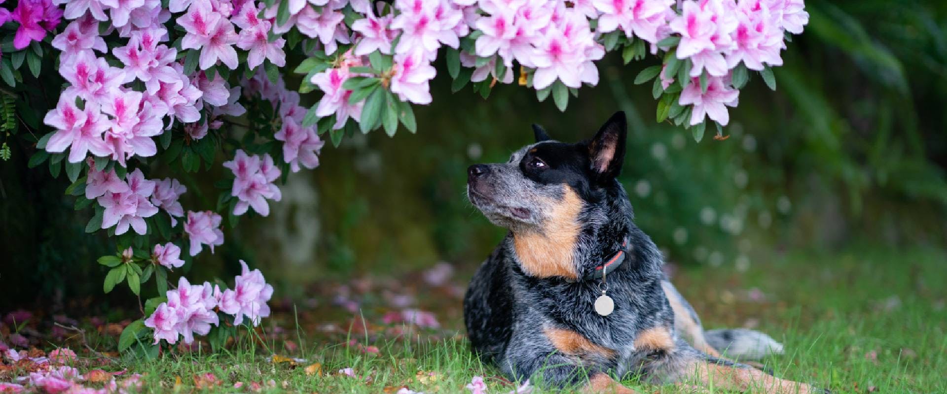 Blue Heeler dog sitting under an azalea shrub