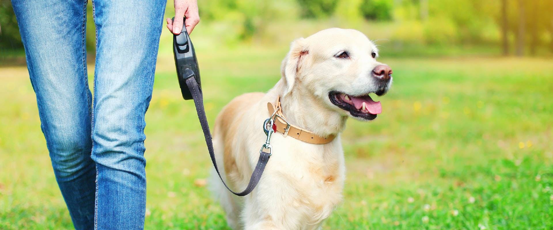 Person walking with Golden Retriever