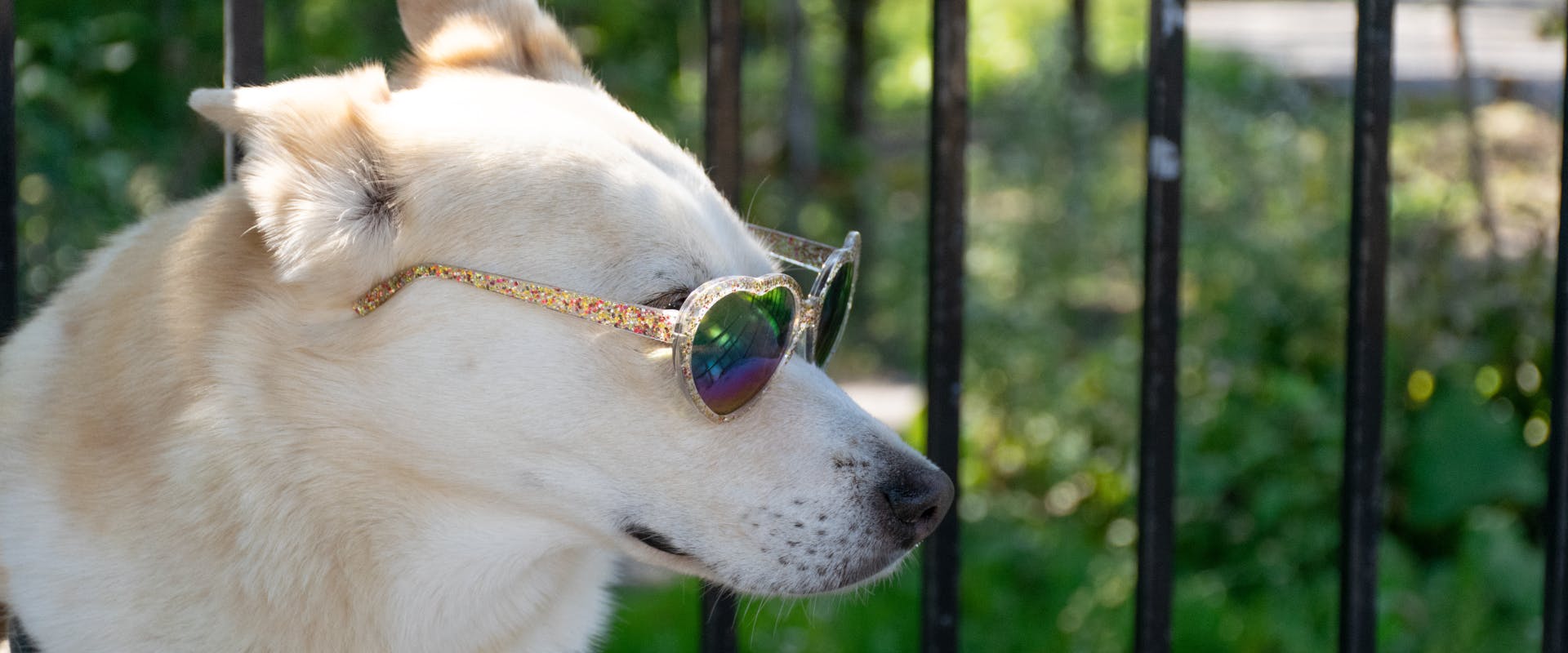 A dog wearing sunglasses.