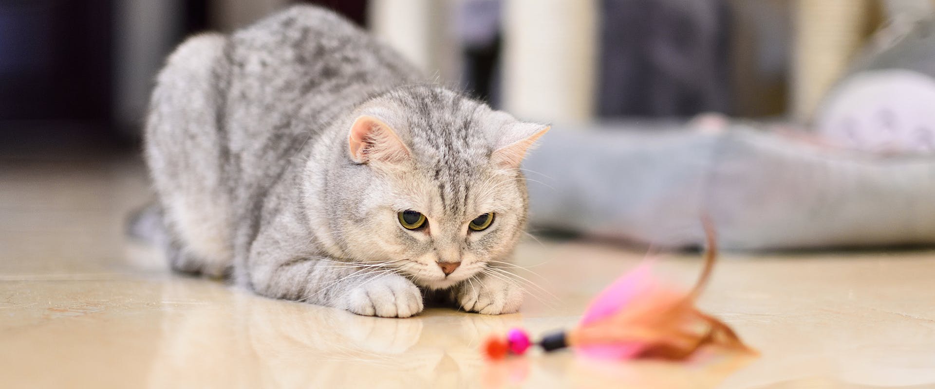 A cat playing with a feathered toy, ready to pounce