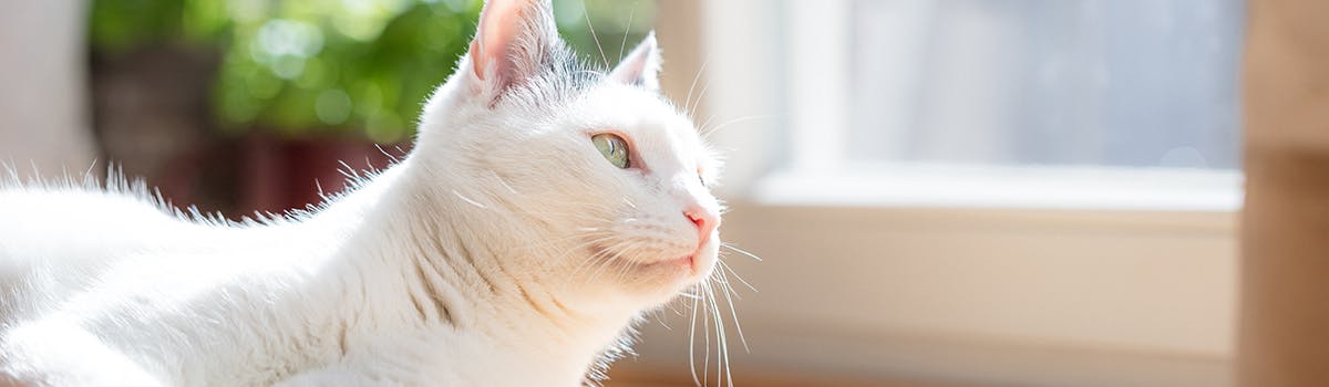 A white cat laying on it's side, looking out of the window