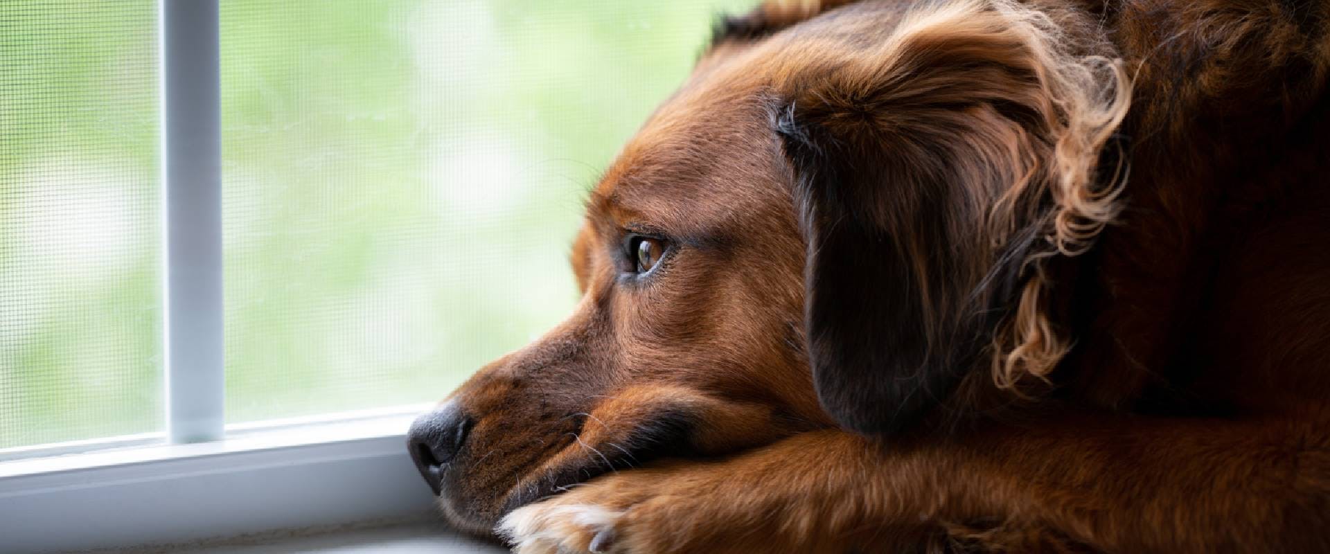 Sad dog looking out of a window