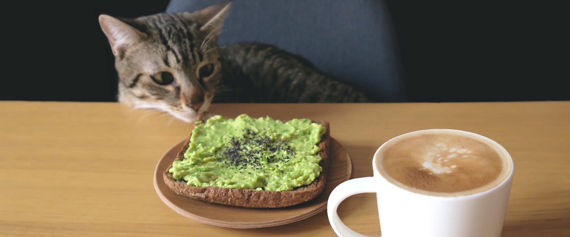 A cat sitting at a breakfast table, sniffing at a plate of avocado toast