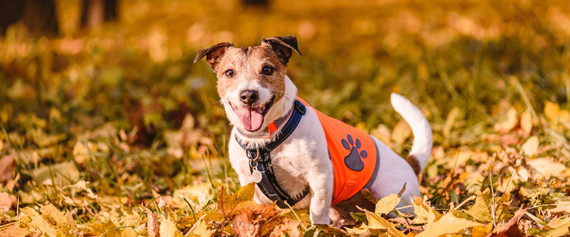 Happy dog sitting in Fall park wearing orange reflective vest